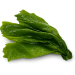 Seaweed